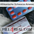 African Black Ant 36